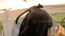 Squirrel in her hair