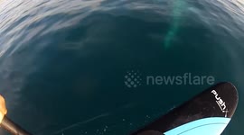 Paddleboarder surprised by 'playful' whale underneath him