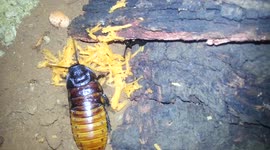 Feeding my Hissing cockroach males