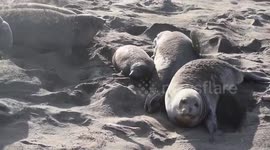 Baby Seal Gets Squished by Giant Elephant Seal (HILARIOUS)