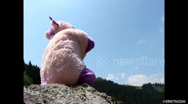 The Flying Unicorn - The First Ever Unicorn to Wingsuit