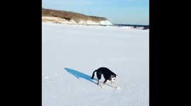 Rescue dog experiences snow for the first time