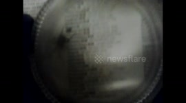 More footage of the False Widow Spider in glass jar