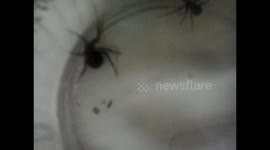 Noble false widow Spiders found in the kitchen longer footage Species