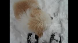 Fluffy Puppy: First time seeing  / playing snow