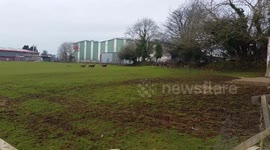 Urban deer take to plymouth industrial site