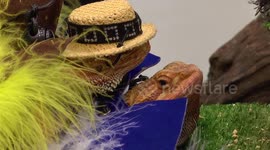 Bearded dragons with presenters,additional footage.