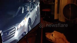 Nice dog acts vicious towards dogs on tv