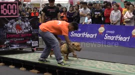 Pitbull pull contest