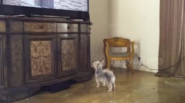 Wiggles watching TV