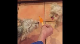 Wiggles and Rosie eating a Popsicle.