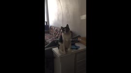 Remmy