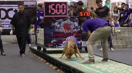 Pitbull pulling weights in a contest