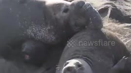 Seal pup gets squashed by fat daddy