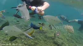 Beautiful fish snorkeling at Mare
