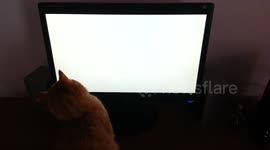 Cat plays with a virtual mouse