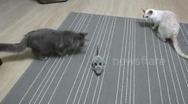 Bravest Cats at Work