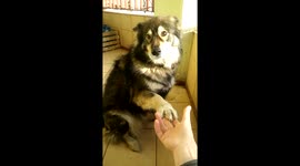 Sara, give paw ... and those sweet whine