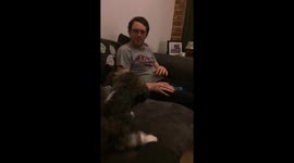 Dog doing handstand