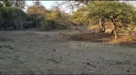 Lioness and six cubs