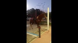 Horse 'parks' in car parking bay in Florida