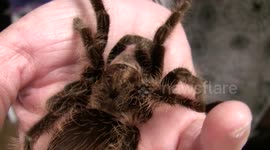Large Tarantula in Hand - LANHM Insect Fair