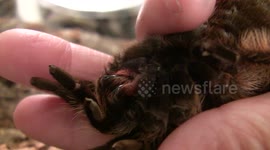 Close-Up Live Tarantula Fangs Held in Hand - LANHM Insect Fair
