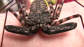 Cave Spider (Ala Harry Potter) Live and Close-Up on Arm at Insect Fair