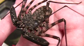 Cave Spider (Ala Harry Potter) Live and Close-Up on Arm at Insect Fair
