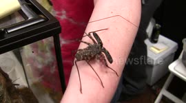 Cave Spider (Ala Harry Potter) Live and Close-Up on Arm at Insect Fair