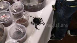 Fake Pneumatic Tarantula Toy Spider Jumps on Table at Insect Fair