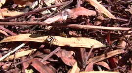 Jumping Spider Catching a Termite Excellent Close-Up