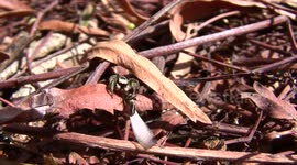 Jumping Spider Feeding on a Termite in HD