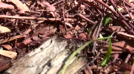 Jumping Spider Hunting for Termites in Macro HD