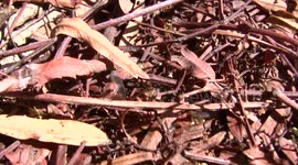 Jumping Spider Hunting for Termites in Macro HD