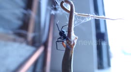Black Widow Spider Feeding on its Squirming Alligator Lizard Prey
