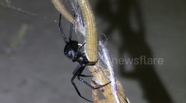 Black Widow Spider Feeding on Alligator Lizard Macro HD