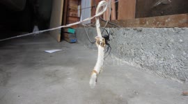 Black Widow Spider Feeding on Squirming Alligator Lizard in HD