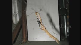 Black Widow Spider Feeding on Alligator Lizard in Timelapse HD