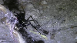 Black Widow Spider Cocooning Alligator Lizard in Macro HD