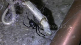 Black Widow Spider Cocooning Alligator Lizard in Macro HD