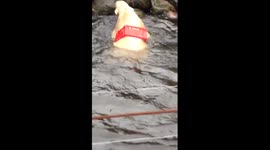 Polar bear stuck in plastic crate at Netherlands zoo
