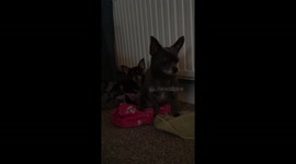 Naughty puppies pulling all of the washing off the radiators to make a warm bed