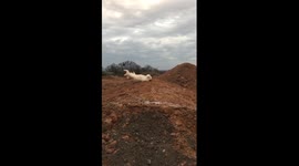 Dog's slow motion fail on US dirt track