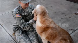 Dog reacts to soldier owner coming home for Christmas in heartwarming video
