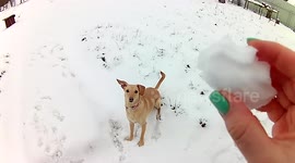 Dog Eating Snowballs