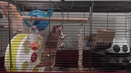 Crazy Hamster Thinks he's a Monkey