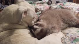 American bulldog loves her raccoon babies