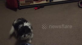Wolfie Goes Nuts