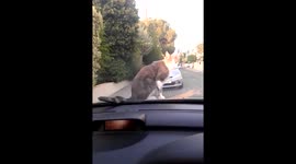Kitten refuses to move off car bonnet as car pulls away
